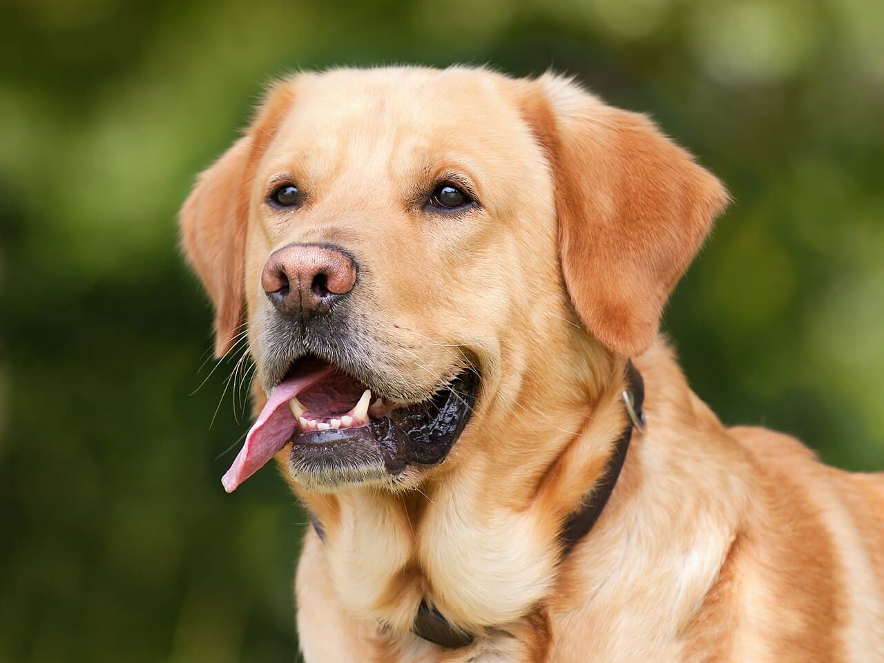 Французький бульдог цуценята 🐶
