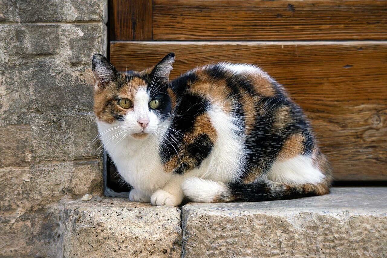 Мейн-кун котята