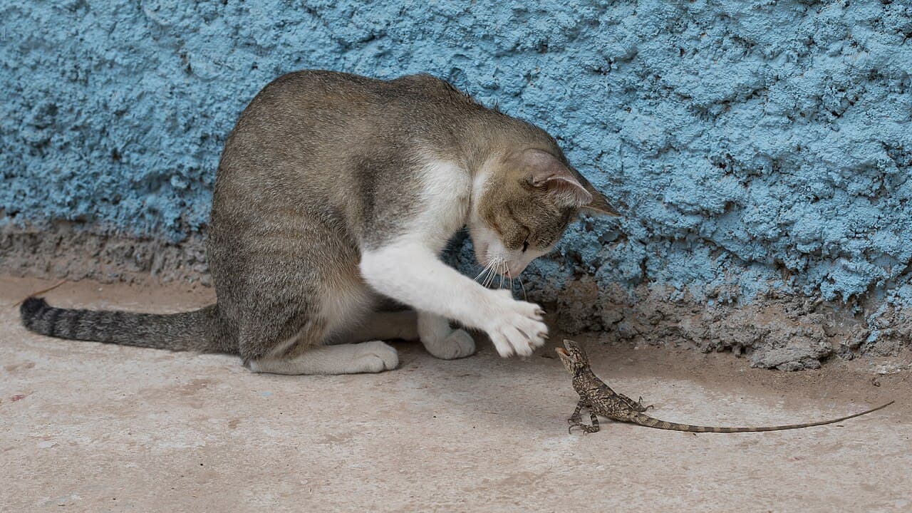 Кошенята шиншила перська