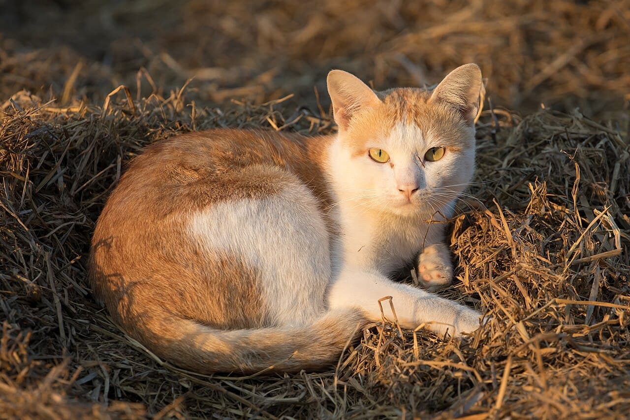 Сфінкс канадський, кошенята