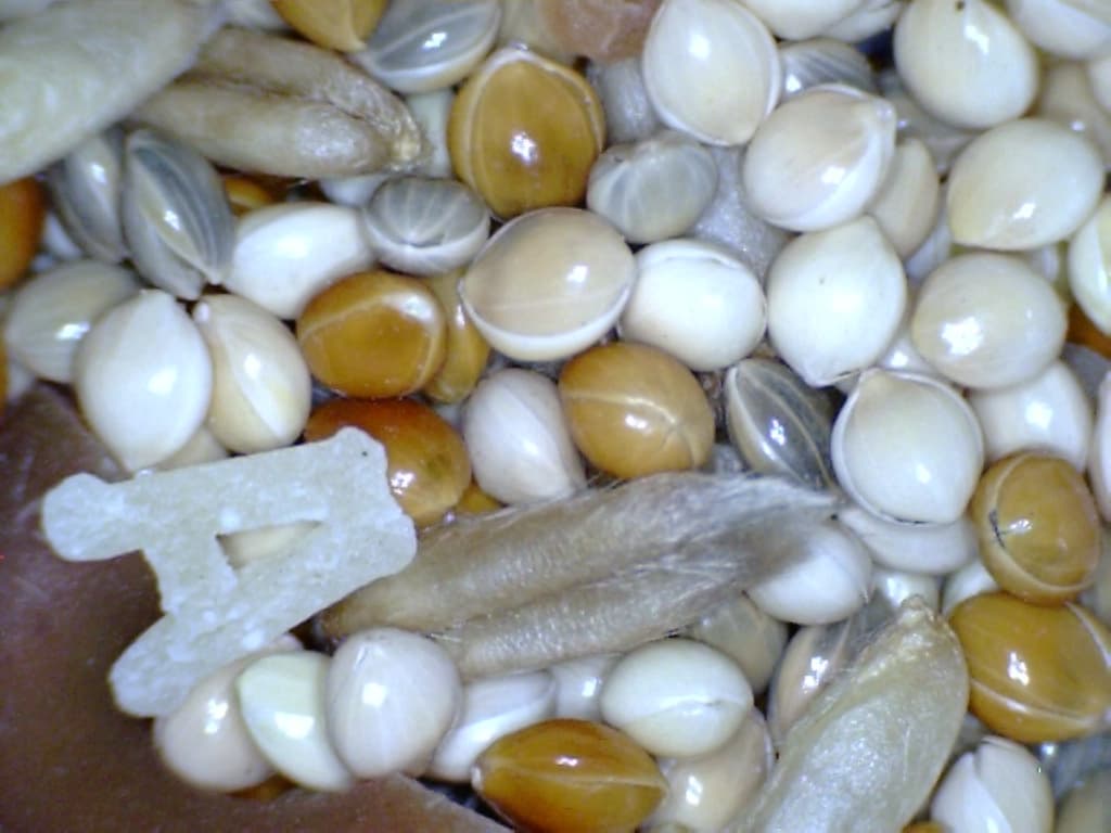 Корм для хом'яків і щурів, 3 упаковки — 2