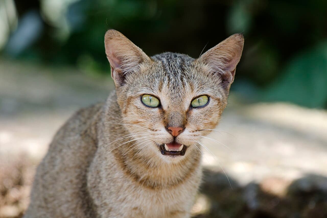 Російська голуба, кошенята — 3