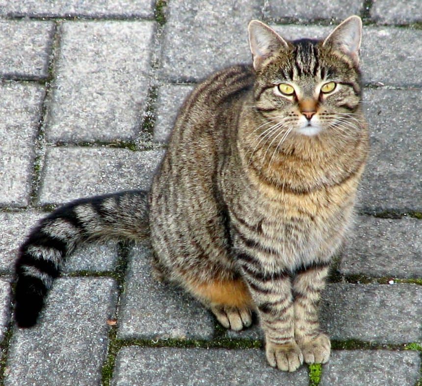 Російська голуба, кошенята — 2