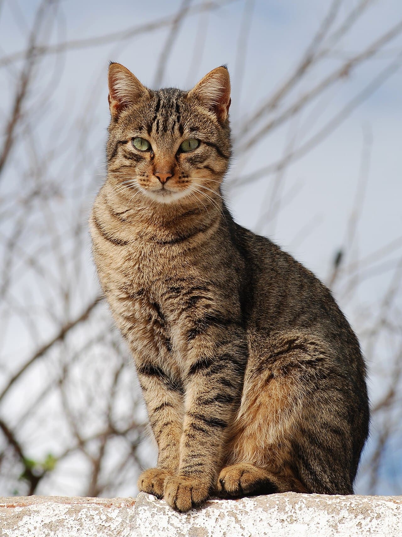 Перські кошенята, пухнасті — 2