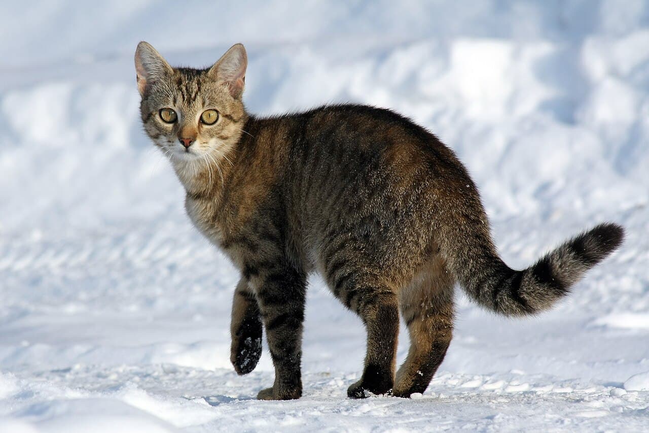Сіамські кошенята